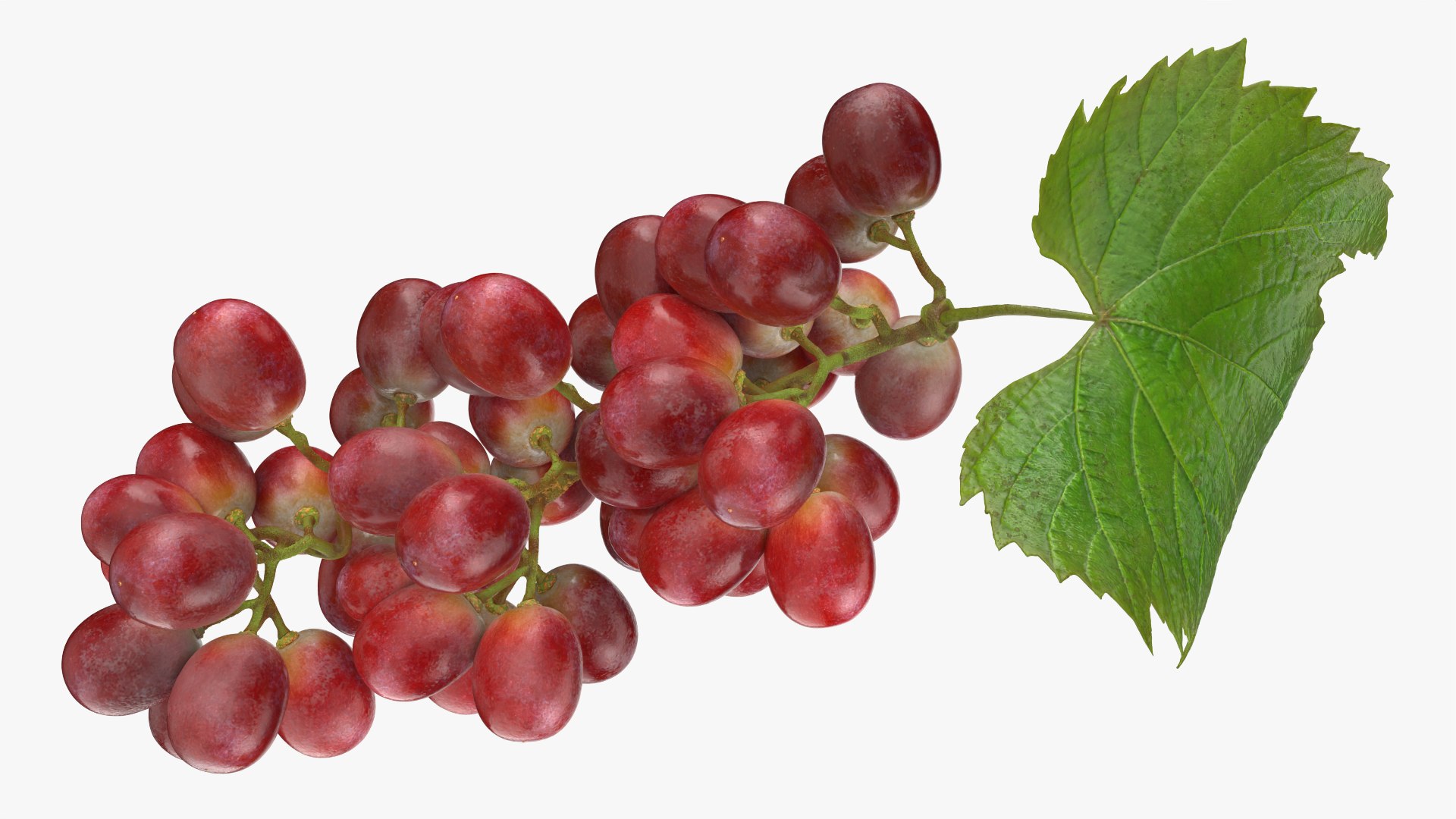 3D Bunch Grapes 01 https://p.turbosquid.com/ts-thumb/iZ/V4J7l5/r8/grapes_0007/png/1763378787/1920x1080/fit_q87/8caad860c34db762dcce196f8d908fd6ac75d45d/grapes_0007.jpg
