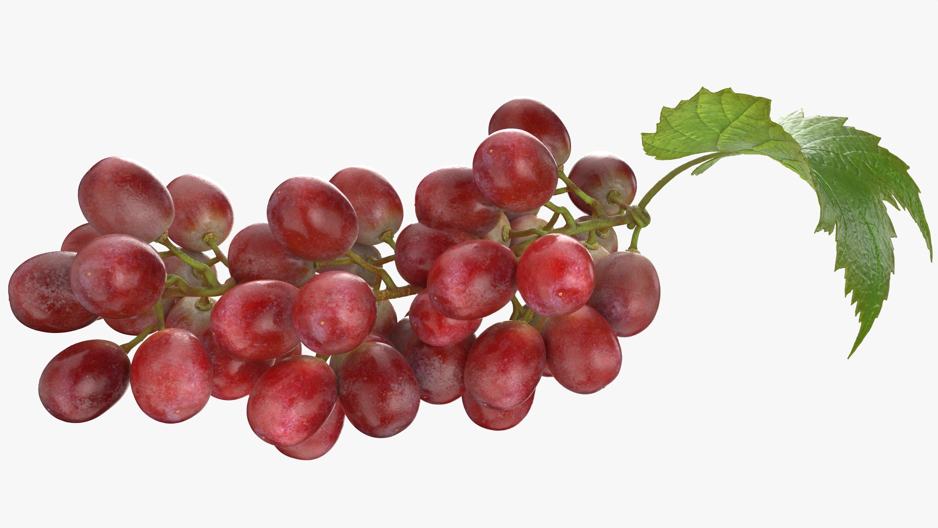 3D Bunch Grapes 01 https://p.turbosquid.com/ts-thumb/iZ/V4J7l5/wO/grapes_0002/png/1763378770/1920x1080/fit_q87/3d4e19bd09ab6365ac7670924c35e20c81672a48/grapes_0002.jpg