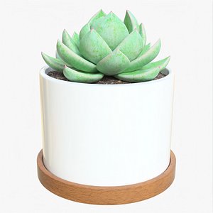 3D Succulent 02 j model