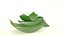 Aloe Vera slice health herb