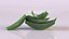 Aloe Vera slice health herb