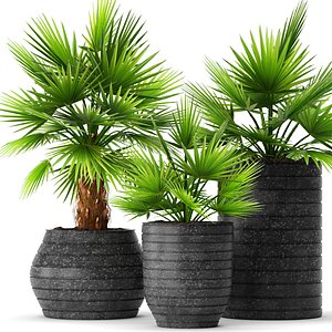 3d palm model
