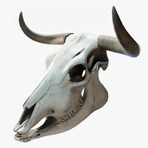 Cow Skull