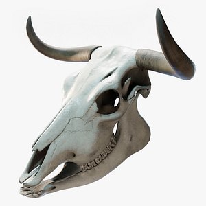 Cow Skull
