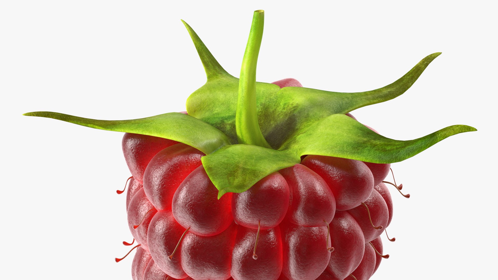 Red Raspberry 3D model https://p.turbosquid.com/ts-thumb/iZ/zHL7VR/1e/redraspberry3dmodel013/jpg/1695685000/1920x1080/fit_q87/0235c740a93cdb7d3bc3db8cdfbcc7b6500fc77c/redraspberry3dmodel013.jpg