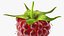 Red Raspberry