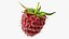 Red Raspberry