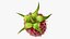 Red Raspberry