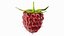 Red Raspberry