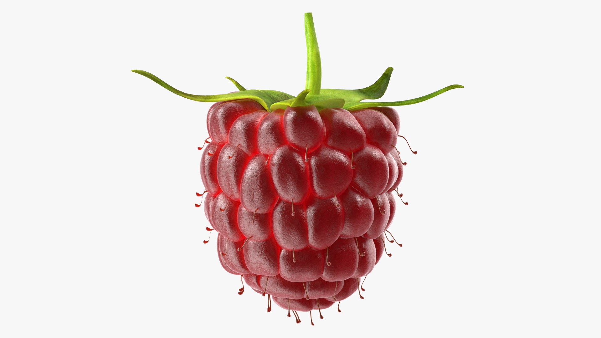 Red Raspberry 3D model https://p.turbosquid.com/ts-thumb/iZ/zHL7VR/a1/redraspberry3dmodel008/jpg/1695684980/1920x1080/fit_q87/63229f8fb6e8b2ba6bafab5ec322da818805437c/redraspberry3dmodel008.jpg