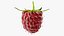 Red Raspberry