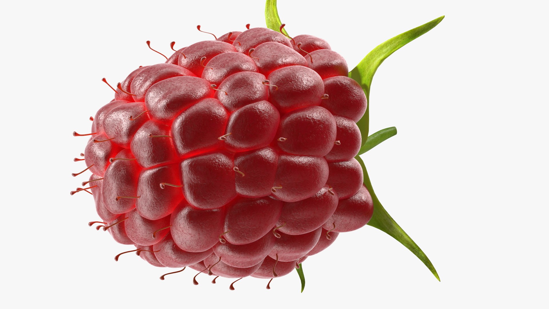 Red Raspberry 3D model https://p.turbosquid.com/ts-thumb/iZ/zHL7VR/ne/redraspberry3dmodel011/jpg/1695684991/1920x1080/fit_q87/9fc358d23cfefba404ce851b7c80a02814e63283/redraspberry3dmodel011.jpg