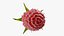 Red Raspberry