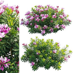Daphne arbuscula - Shrubby daphne 01 3D