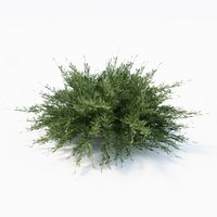 Savin juniper