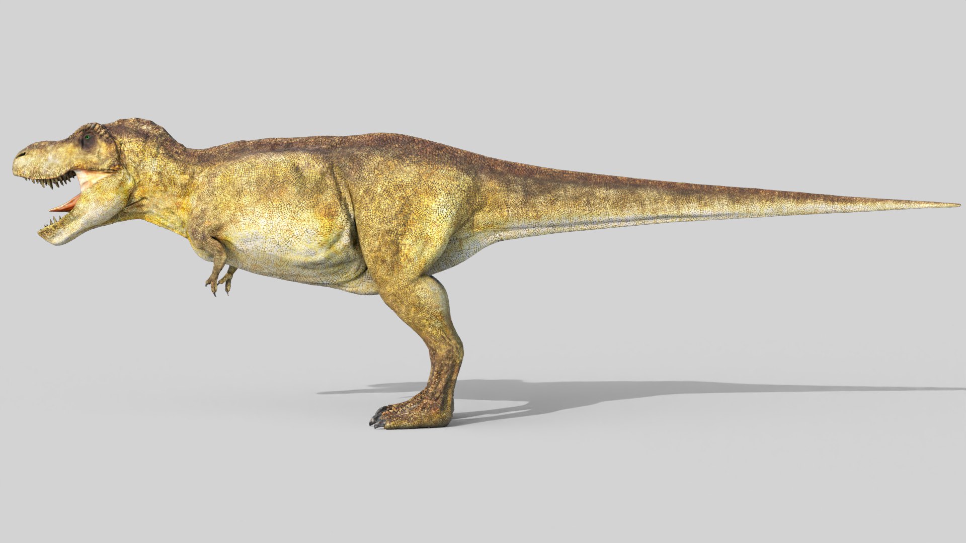 3D Tyrannosaurus Rex T-Rex   Anatomically Accurate Model https://p.turbosquid.com/ts-thumb/ia/HscJqQ/mG/trex0026/png/1744638733/1920x1080/fit_q87/04d79f8860034e4e39dac55663ccff54dfa024b5/trex0026.jpg