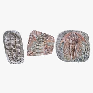 trilobite fossils model