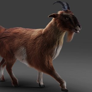 Fur Goat 04 Rigged in Blender 3D model