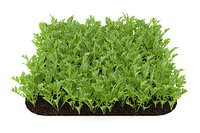 Arugula garden bed