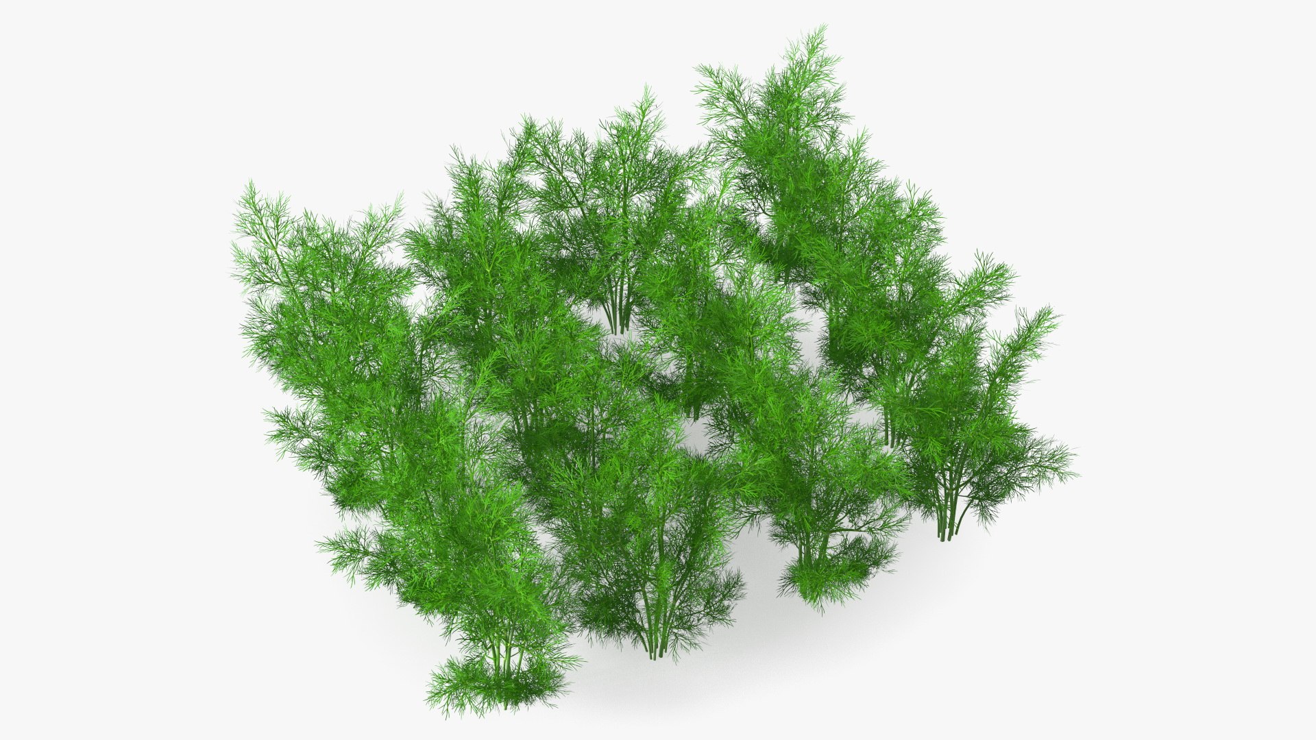 Dill Garden Bed 3D model preview