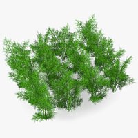 Dill Garden Bed