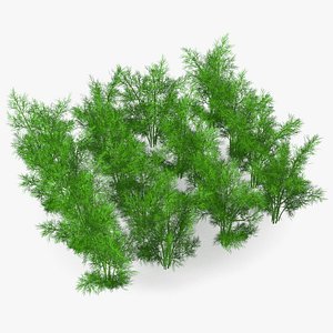 Dill Garden Bed