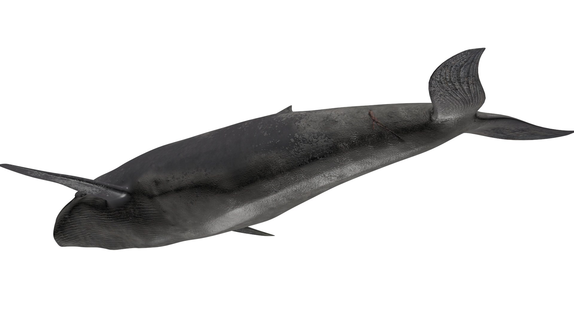 Whale Model - TurboSquid 1876006