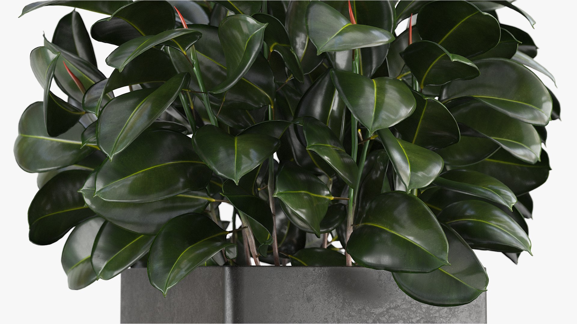 3D Model Ficus - TurboSquid 1509968