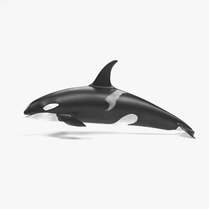 killer whale rigged 3D model