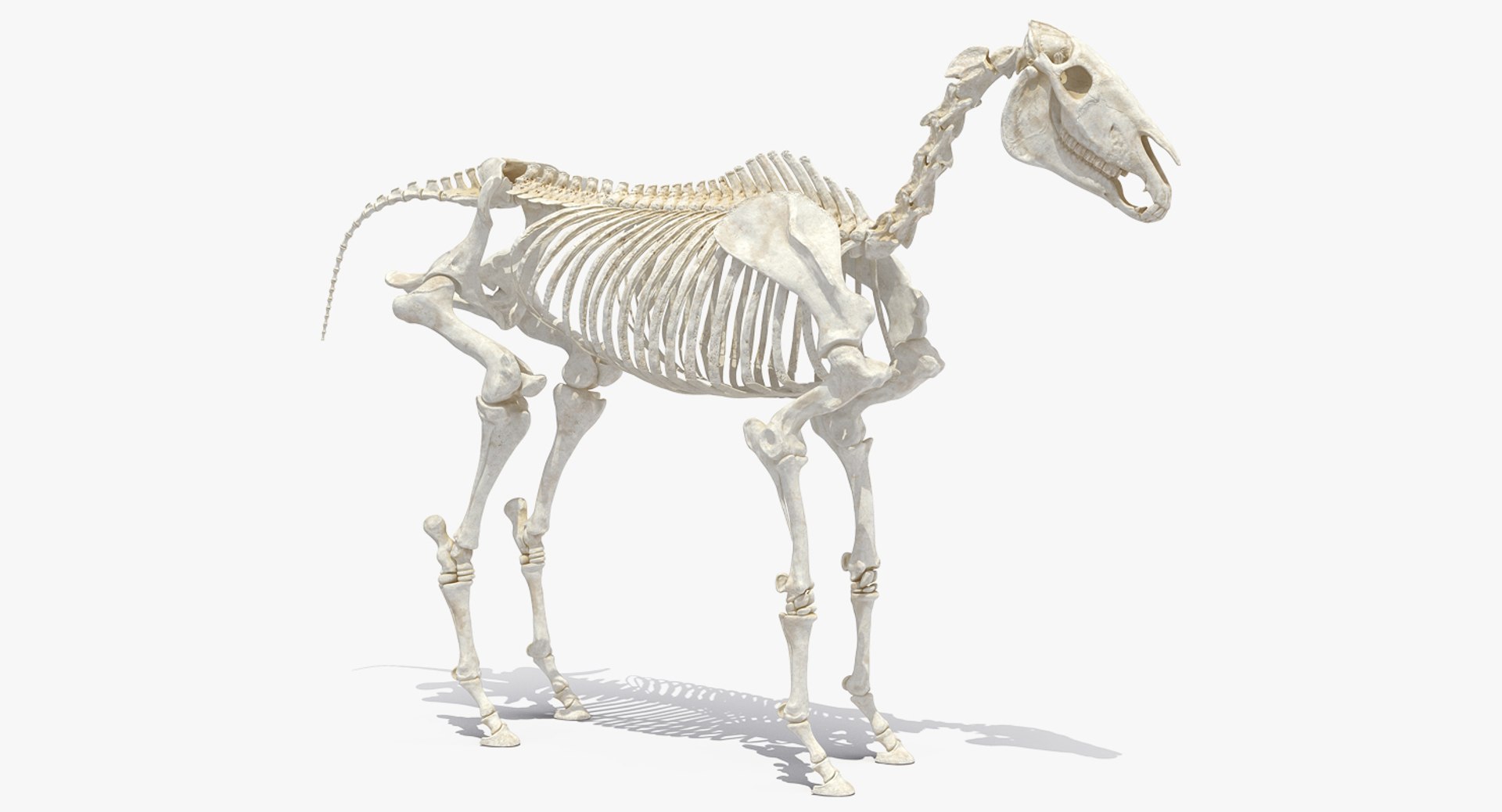 Horse Skeleton 3D model preview