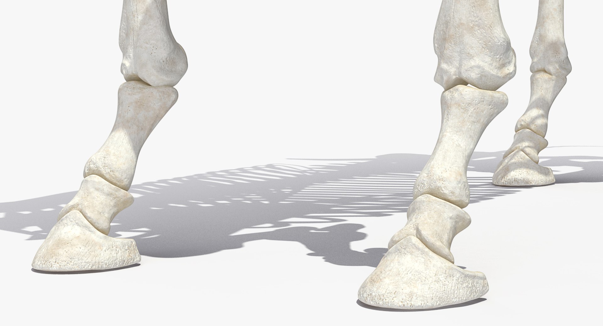 3D model horse skeleton https://p.turbosquid.com/ts-thumb/ia/u8BsKQ/HvMiEfM9/horseskeletonmb3dmodel010/jpg/1538765899/1920x1080/fit_q87/21764a6f7c0d52624ca2354e62ac253555f27633/horseskeletonmb3dmodel010.jpg