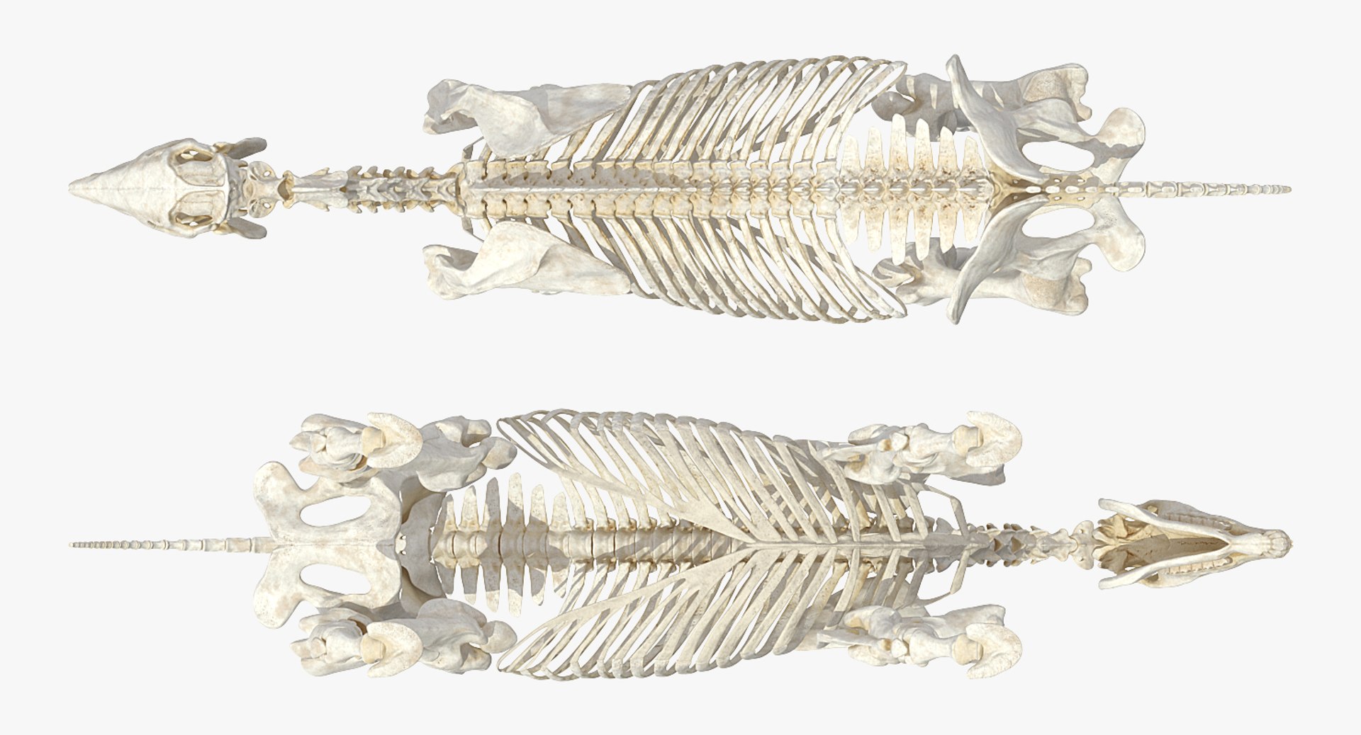 3D model horse skeleton https://p.turbosquid.com/ts-thumb/ia/u8BsKQ/Jplj5ZOY/horseskeletonmb3dmodel006/jpg/1538765886/1920x1080/fit_q87/b7c909ff54447c355aeaf7fcaeb0220c4d6684d1/horseskeletonmb3dmodel006.jpg