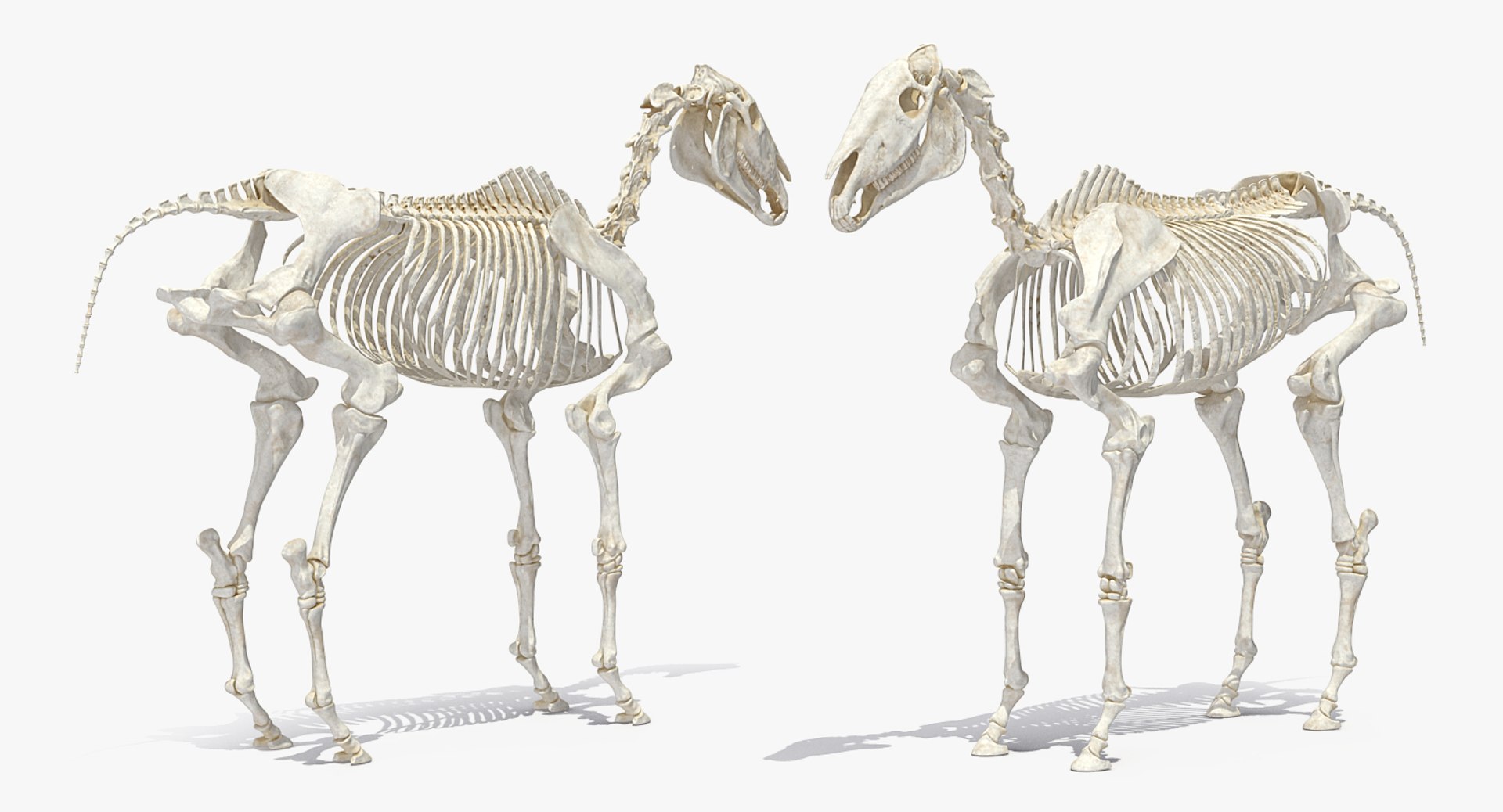3D model horse skeleton https://p.turbosquid.com/ts-thumb/ia/u8BsKQ/PrJq1oTk/horseskeletonmb3dmodel004/jpg/1538765880/1920x1080/fit_q87/9a5805b2a0005545711d5e20e32da1807935723d/horseskeletonmb3dmodel004.jpg