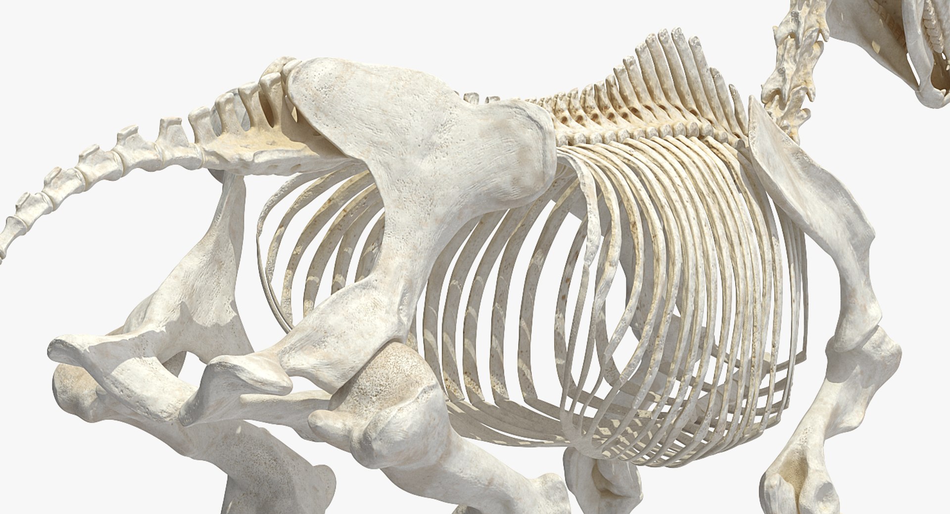 3D model horse skeleton https://p.turbosquid.com/ts-thumb/ia/u8BsKQ/TyJaS0Ao/horseskeletonmb3dmodel009/jpg/1538765896/1920x1080/fit_q87/db568266ed08a0b7f613696c9f3ebcd906ddf9b2/horseskeletonmb3dmodel009.jpg