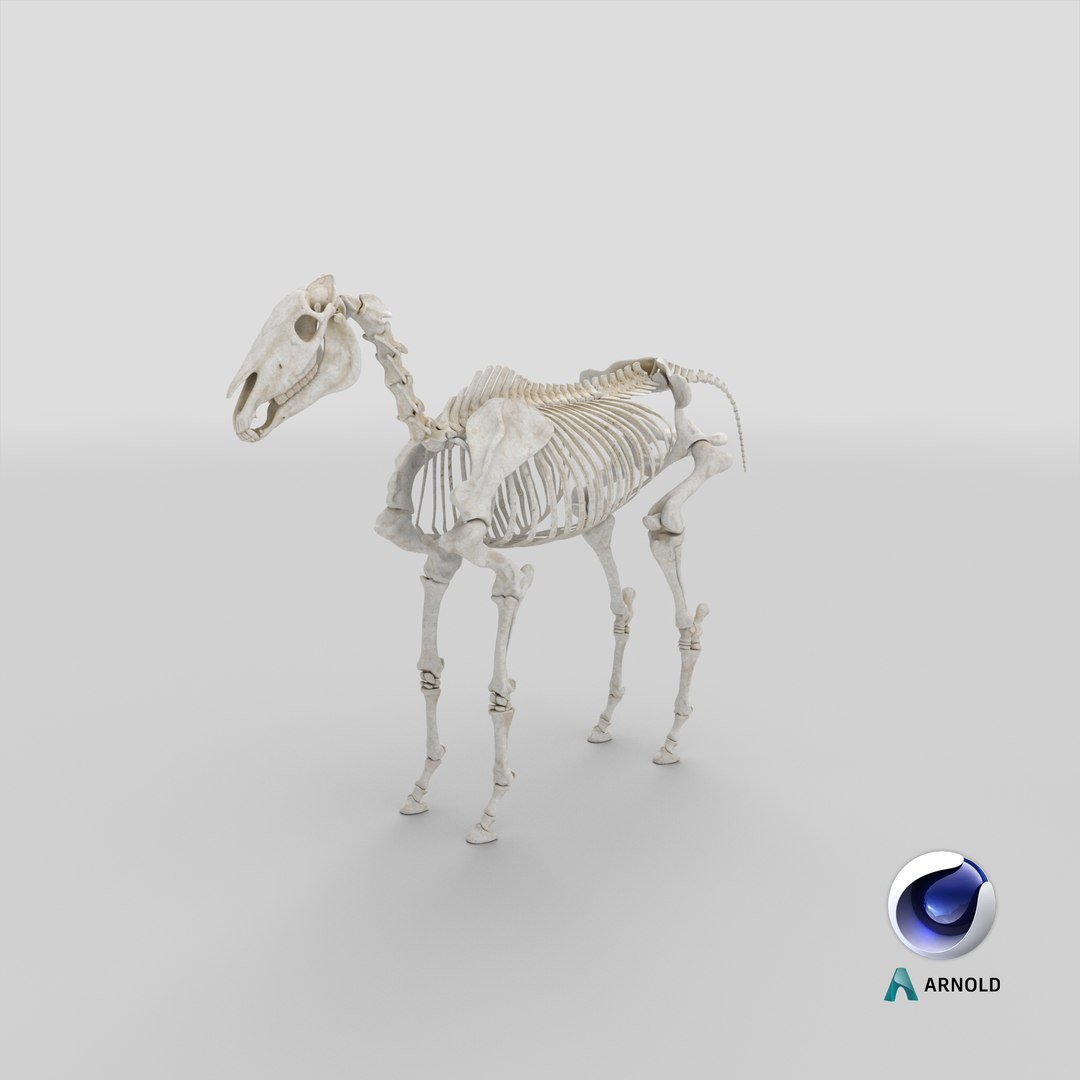 3D model horse skeleton https://p.turbosquid.com/ts-thumb/ia/u8BsKQ/UP/stemcell_cinema_4d_arnold_render/png/1651054090/1920x1080/fit_q87/c7e004beb1ef231feb863db97a5f996f0421665e/stemcell_cinema_4d_arnold_render.jpg