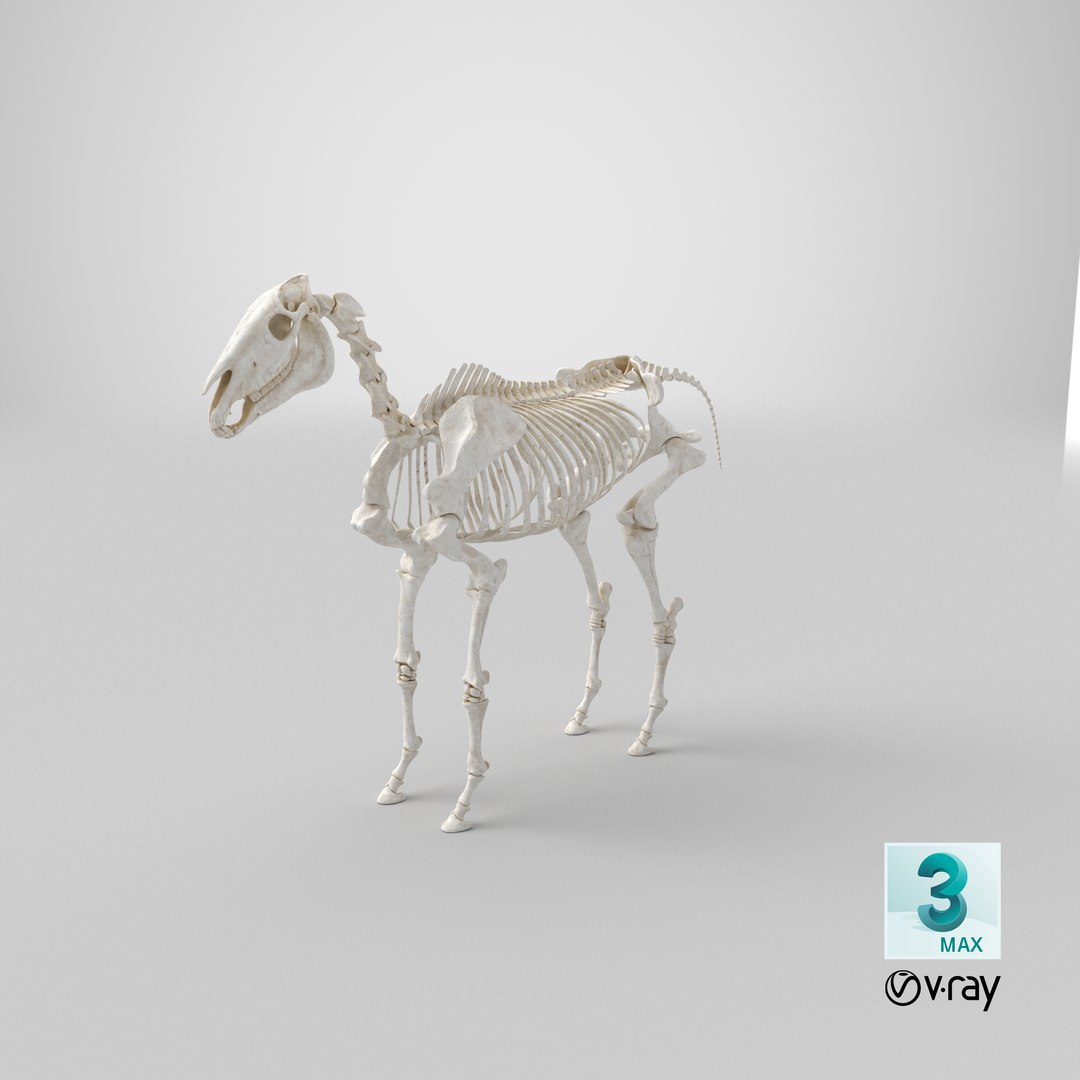 3D model horse skeleton https://p.turbosquid.com/ts-thumb/ia/u8BsKQ/Ui/stemcell_max_vray_render/png/1651054099/1920x1080/fit_q87/bab9d7a24f090da8936a680d663e11ad3526a5fe/stemcell_max_vray_render.jpg