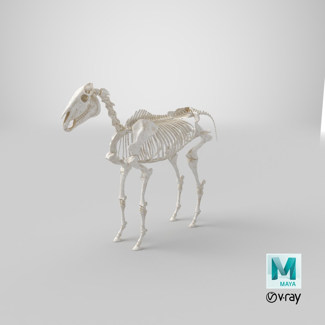 3D model horse skeleton https://p.turbosquid.com/ts-thumb/ia/u8BsKQ/X3/stemcell_maya_vray_render/png/1651054105/1920x1080/fit_q87/12d8f974045f37bf88f9993ee738527ff26a0aa7/stemcell_maya_vray_render.jpg