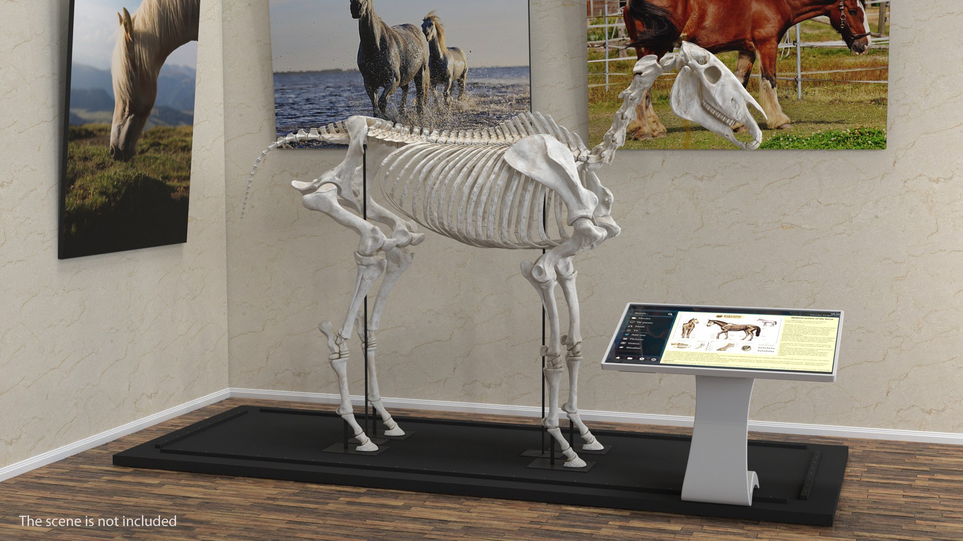 3D model horse skeleton https://p.turbosquid.com/ts-thumb/ia/u8BsKQ/Z7KrGfhw/horseskeletonmb3dmodel002/jpg/1538765869/1920x1080/fit_q87/929a1acf3461edcbe34222fb44f76552e8af8cfe/horseskeletonmb3dmodel002.jpg
