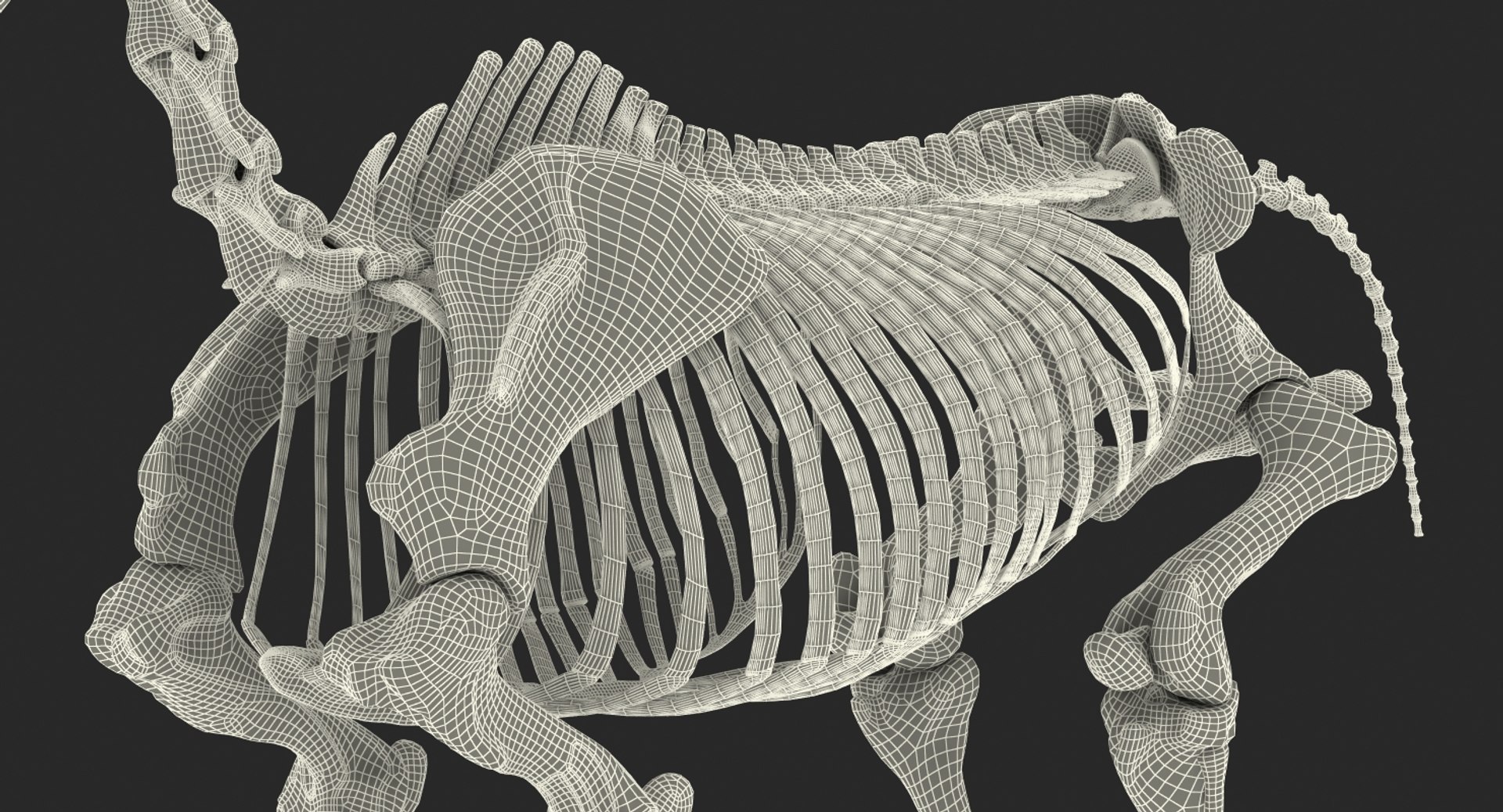 3D model horse skeleton https://p.turbosquid.com/ts-thumb/ia/u8BsKQ/bm7wPCT3/horseskeletonmb3dmodel021/jpg/1538765939/1920x1080/fit_q87/b4a65e9775ae41500b5991ce10fe73e4f115b38c/horseskeletonmb3dmodel021.jpg