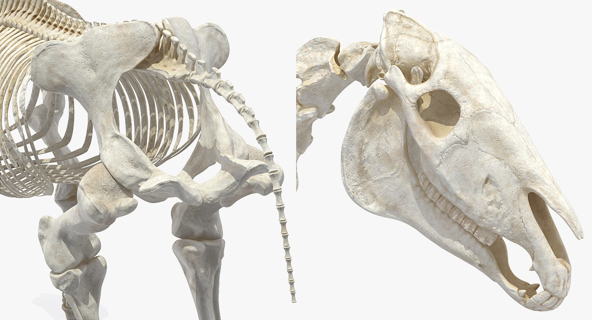 3D model horse skeleton https://p.turbosquid.com/ts-thumb/ia/u8BsKQ/e9ScS2Au/horseskeletonmb3dmodel011/jpg/1538765902/1920x1080/fit_q87/b32852b4bc050bb4df28f6a5f646ecb821e1c5b7/horseskeletonmb3dmodel011.jpg