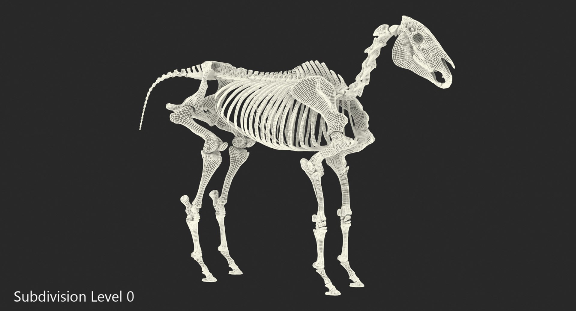 3D model horse skeleton https://p.turbosquid.com/ts-thumb/ia/u8BsKQ/gEl3vo8W/horseskeletonmb3dmodel013/jpg/1538765909/1920x1080/fit_q87/1a3c0c3d5c5bb37550b2b5cdc3b605d6ddc2d0f2/horseskeletonmb3dmodel013.jpg