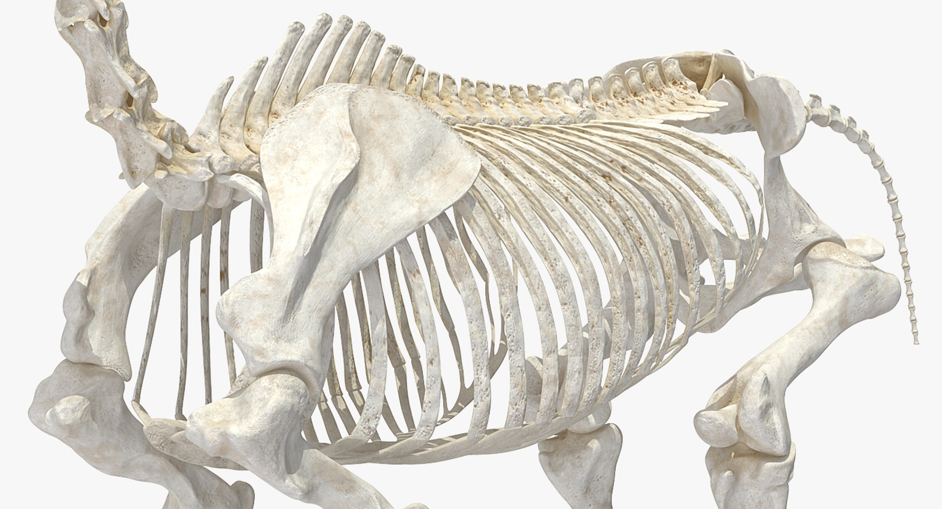 3D model horse skeleton https://p.turbosquid.com/ts-thumb/ia/u8BsKQ/hM2lzwUg/horseskeletonmb3dmodel008/jpg/1538765892/1920x1080/fit_q87/c106e5888976ec0e9b3a19f764a4251640010588/horseskeletonmb3dmodel008.jpg