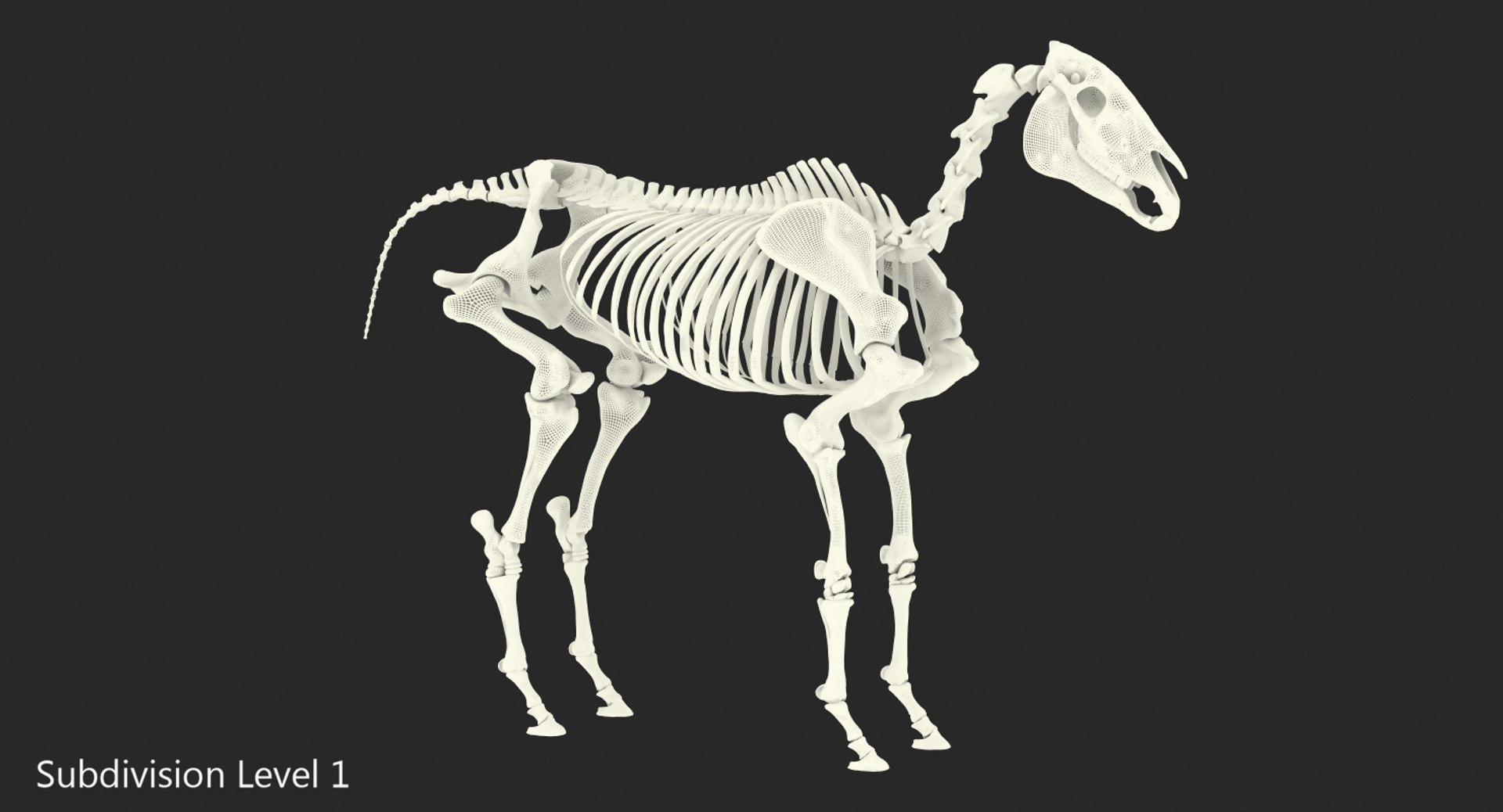 3D model horse skeleton https://p.turbosquid.com/ts-thumb/ia/u8BsKQ/hoSsgM6C/horseskeletonmb3dmodel014/jpg/1538765912/1920x1080/fit_q87/d5f083c03a0fc7d08ba525260451bd41c471db8a/horseskeletonmb3dmodel014.jpg