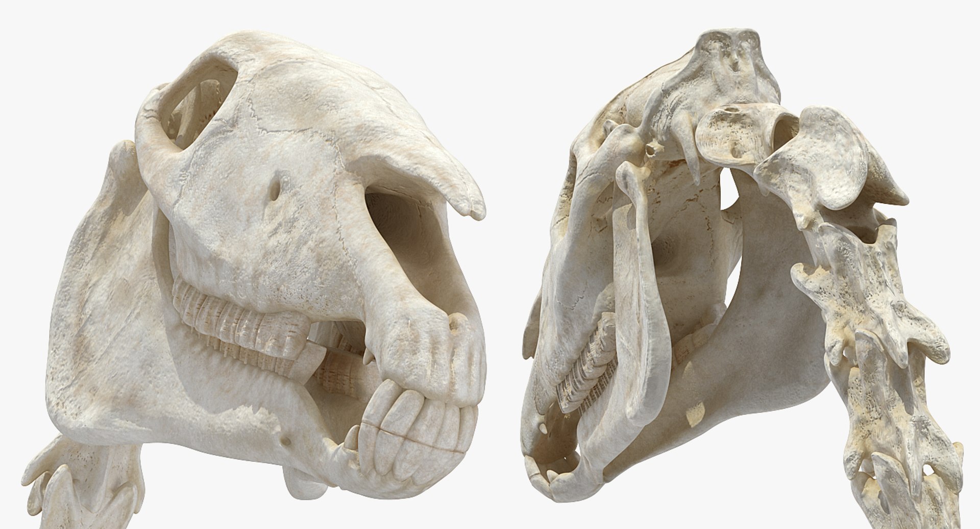 3D model horse skeleton https://p.turbosquid.com/ts-thumb/ia/u8BsKQ/nzqc1LvK/horseskeletonmb3dmodel012/jpg/1538765906/1920x1080/fit_q87/8978d87bb2f6519699d43ceef33be54efa70aeb5/horseskeletonmb3dmodel012.jpg