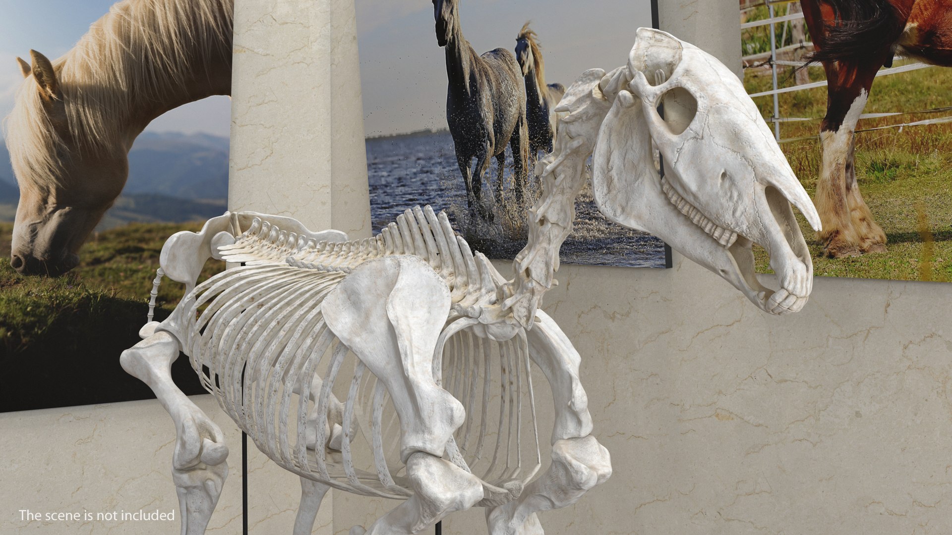 3D model horse skeleton https://p.turbosquid.com/ts-thumb/ia/u8BsKQ/z0J8qPpe/horseskeletonmb3dmodel003/jpg/1538765876/1920x1080/fit_q87/7185298d09d5b7c7bd65305b3cf217146e8be48f/horseskeletonmb3dmodel003.jpg