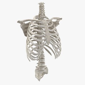Real Human Rib Cage Spine Calvicle and Scapula Bones Anatomy White 01