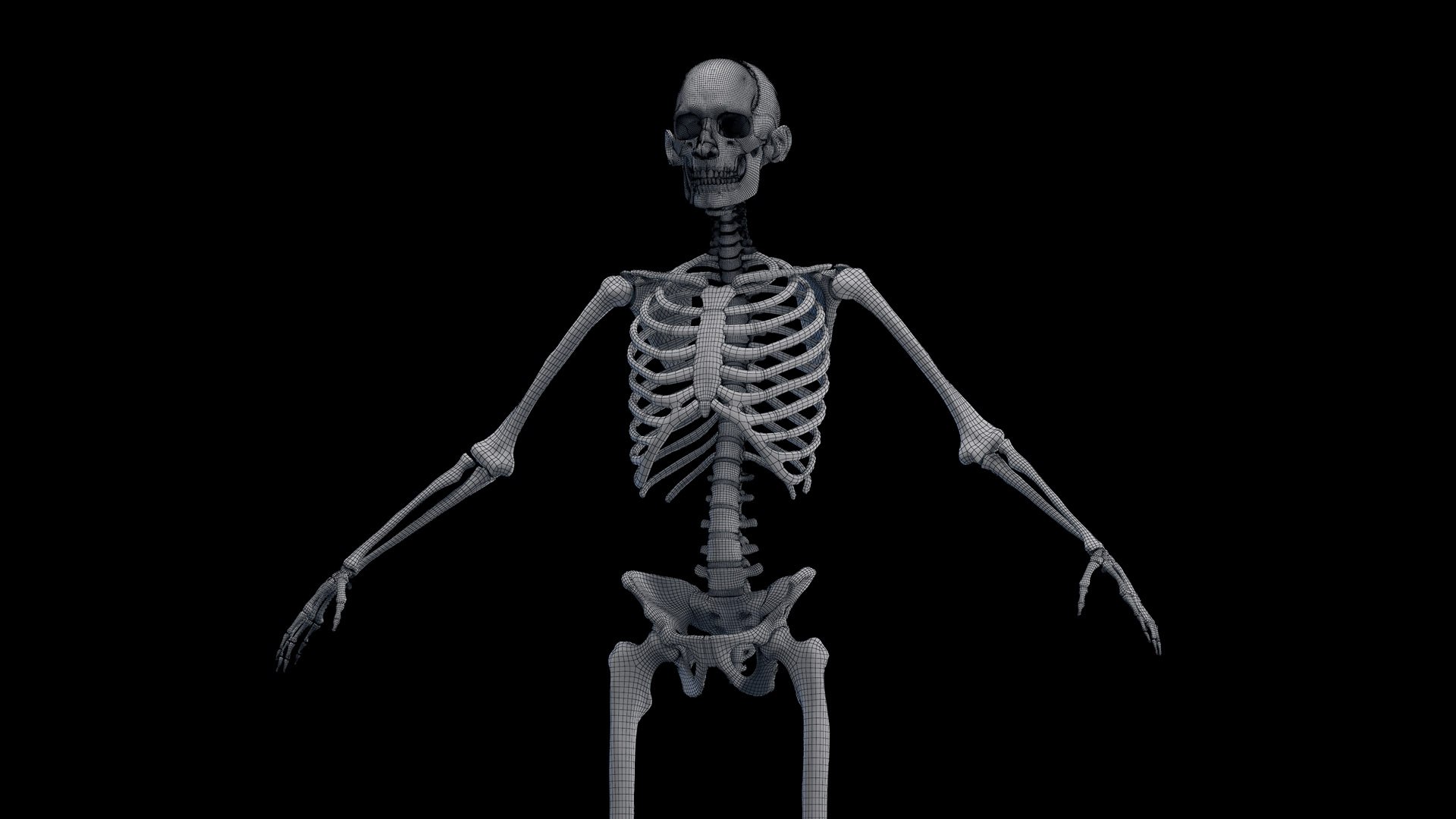 Human Male Body Skeleton and Ligaments Static 3D model https://p.turbosquid.com/ts-thumb/ib/5CkSeG/98/male_skeleton_wire0004/jpg/1680815417/1920x1080/fit_q87/cbb8329b4728b7eb701b0c562a7ec9530c956036/male_skeleton_wire0004.jpg