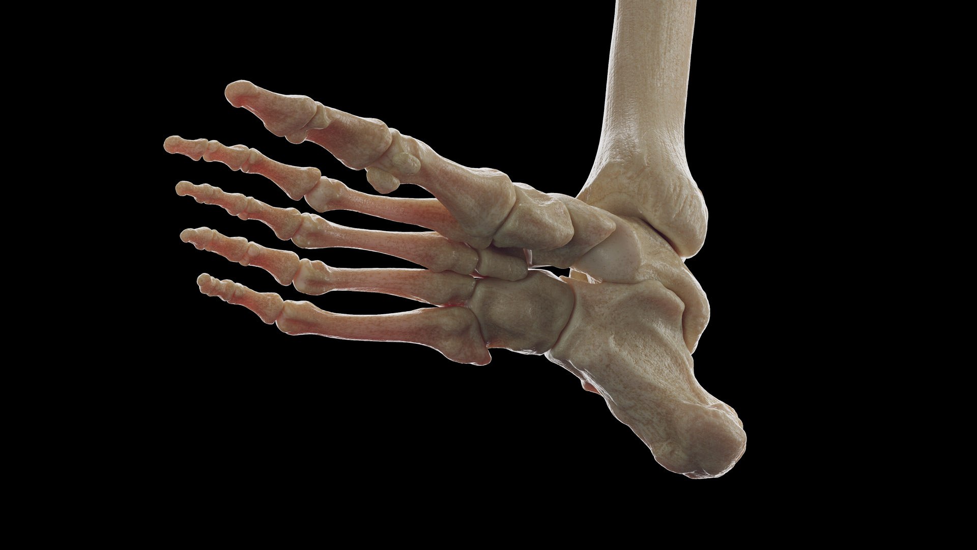 Human Male Body Skeleton and Ligaments Static 3D model https://p.turbosquid.com/ts-thumb/ib/5CkSeG/JI/male_skeleton0011/jpg/1680815107/1920x1080/fit_q87/8ab544374839ea888fccdec872a7595a936d3674/male_skeleton0011.jpg