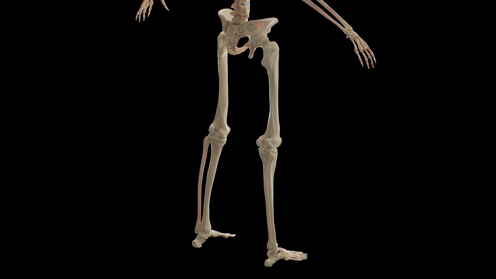 Human Male Body Skeleton and Ligaments Static 3D model https://p.turbosquid.com/ts-thumb/ib/5CkSeG/MQ/male_skeleton0006/jpg/1680815104/1920x1080/fit_q87/97893328e72df3d9d978f3b14ac2a55659f15ca2/male_skeleton0006.jpg