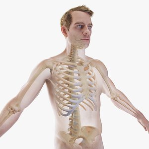Human Male Body Skeleton and Ligaments Static 3D model